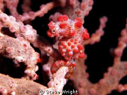 pygmy seahorse by Steve Wright 